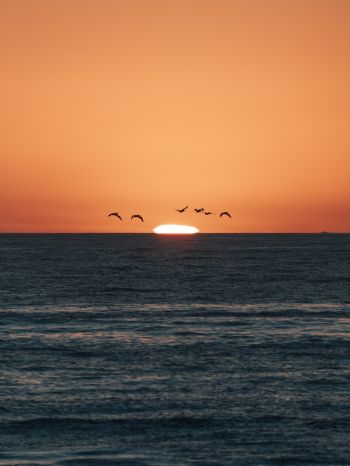 sea, sunset, seagulls Wallpaper 1536x2048