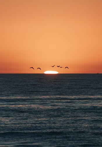 sea, sunset, seagulls Wallpaper 1640x2360