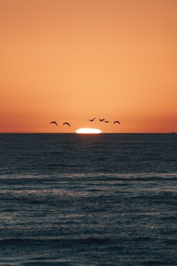 sea, sunset, seagulls Wallpaper 640x960
