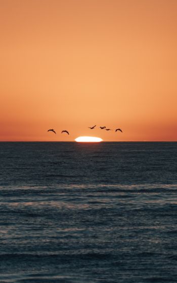 sea, sunset, seagulls Wallpaper 1752x2800