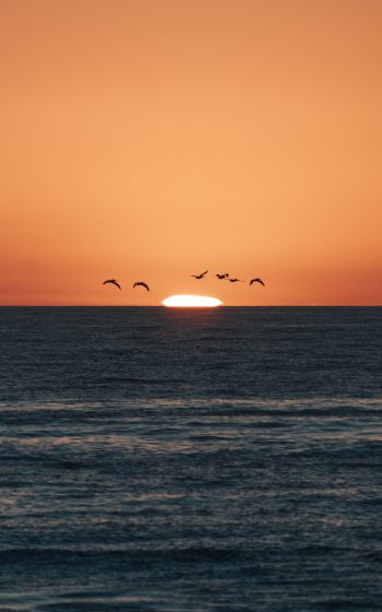 sea, sunset, seagulls Wallpaper 800x1280
