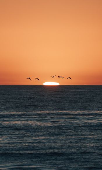 sea, sunset, seagulls Wallpaper 1200x2000