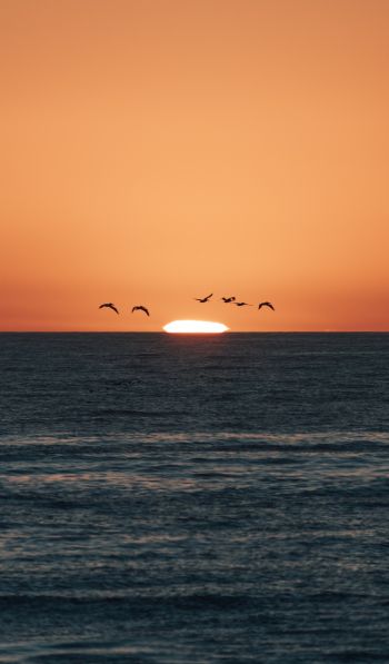 sea, sunset, seagulls Wallpaper 600x1024