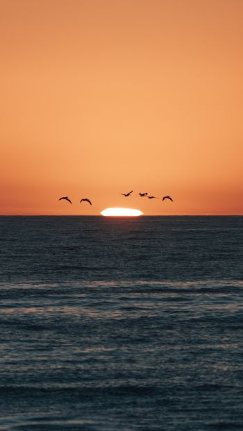 sea, sunset, seagulls Wallpaper 640x1136