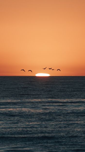 sea, sunset, seagulls Wallpaper 2160x3840