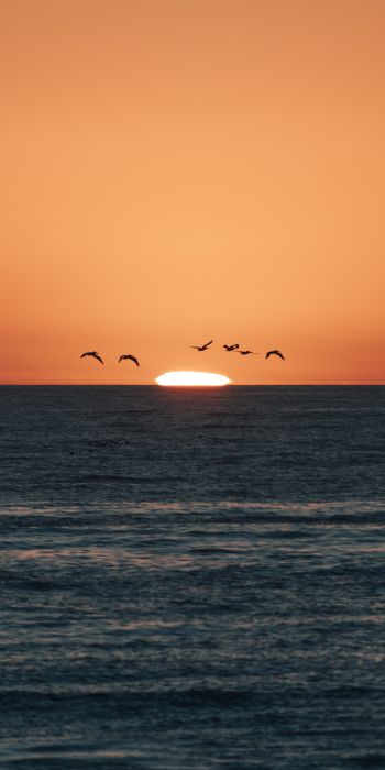sea, sunset, seagulls Wallpaper 720x1440