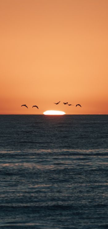 sea, sunset, seagulls Wallpaper 1440x3040