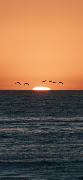 sea, sunset, seagulls Wallpaper 1284x2778