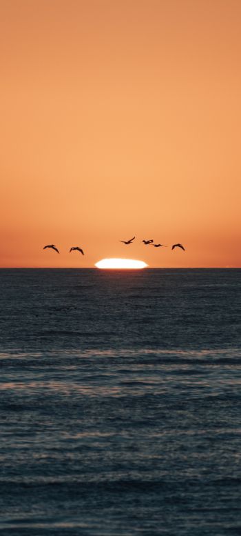 sea, sunset, seagulls Wallpaper 1080x2400
