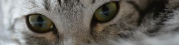 cat, look, eyes Wallpaper 1590x400