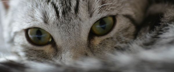 cat, look, eyes Wallpaper 3440x1440