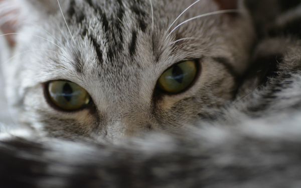 cat, look, eyes Wallpaper 2560x1600