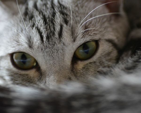 cat, look, eyes Wallpaper 1280x1024