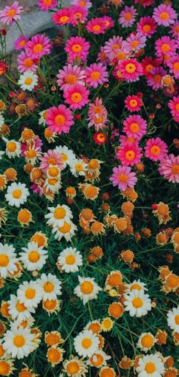 flowers, a lot of daisies Wallpaper 1440x3040