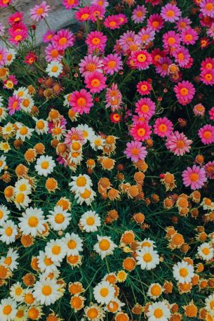 flowers, a lot of daisies Wallpaper 4000x6000