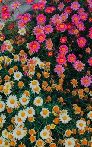 flowers, a lot of daisies Wallpaper 1752x2800