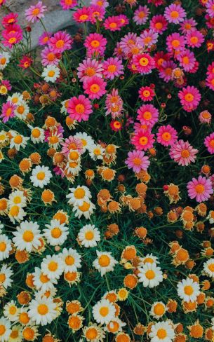 flowers, a lot of daisies Wallpaper 800x1280