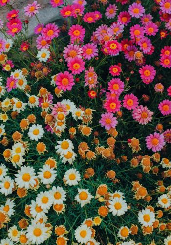 flowers, a lot of daisies Wallpaper 1668x2388