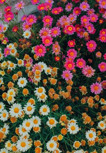 flowers, a lot of daisies Wallpaper 1640x2360