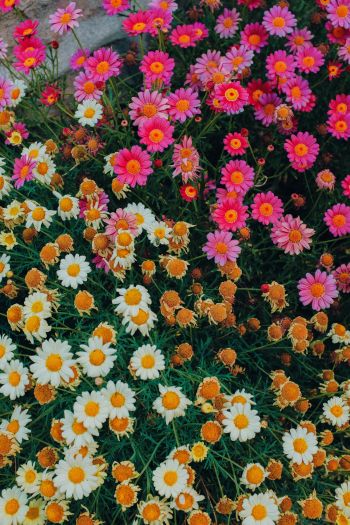flowers, a lot of daisies Wallpaper 640x960
