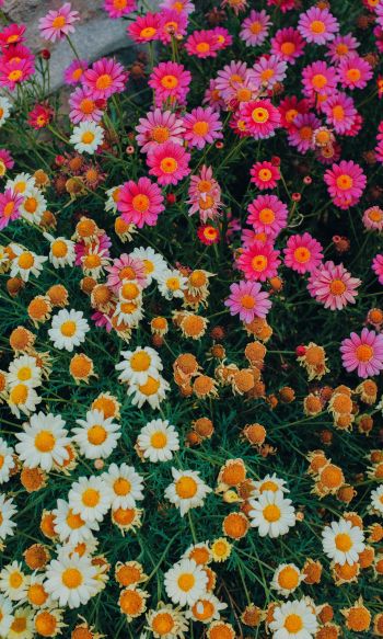 flowers, a lot of daisies Wallpaper 1200x2000