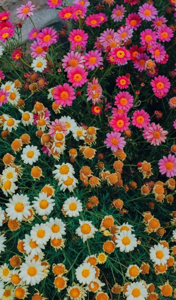 flowers, a lot of daisies Wallpaper 600x1024