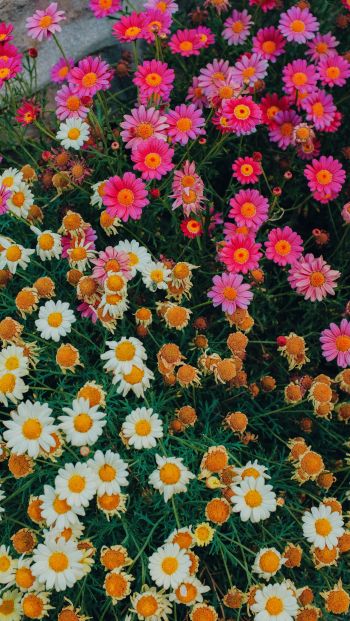 flowers, a lot of daisies Wallpaper 640x1136