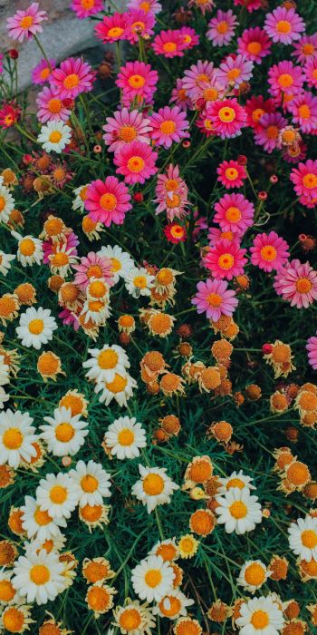 flowers, a lot of daisies Wallpaper 720x1440