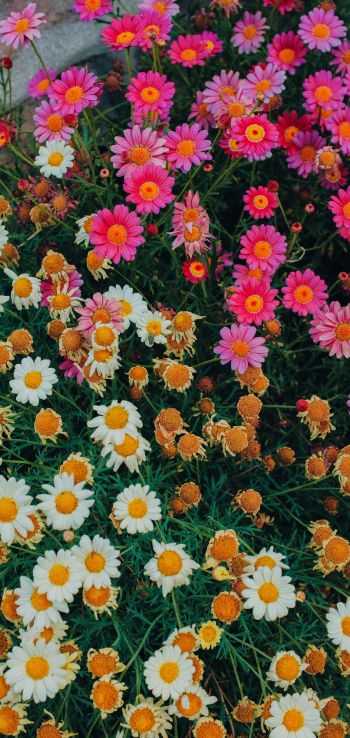 flowers, a lot of daisies Wallpaper 1080x2280