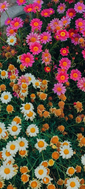 flowers, a lot of daisies Wallpaper 1440x3200