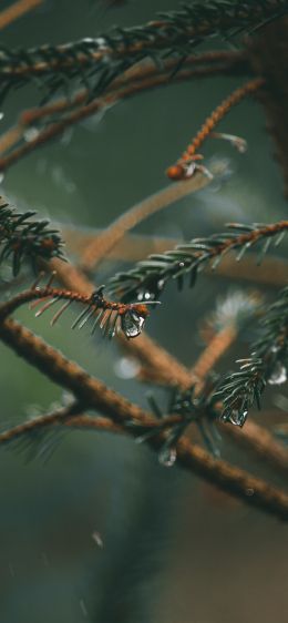 spruce branches, spruce Wallpaper 828x1792