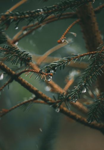spruce branches, spruce Wallpaper 1640x2360