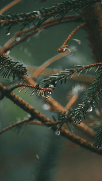 spruce branches, spruce Wallpaper 1440x2560