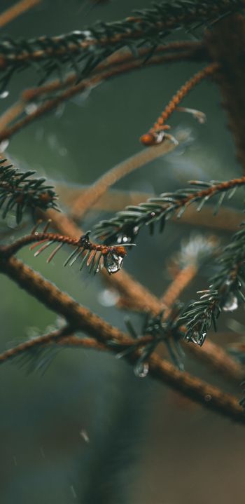 spruce branches, spruce Wallpaper 1440x2960