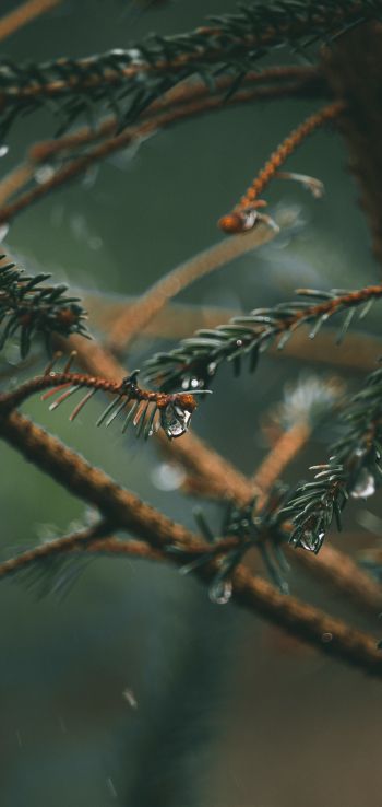spruce branches, spruce Wallpaper 1080x2280