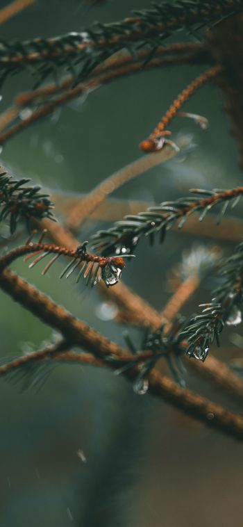 spruce branches, spruce Wallpaper 1080x2340