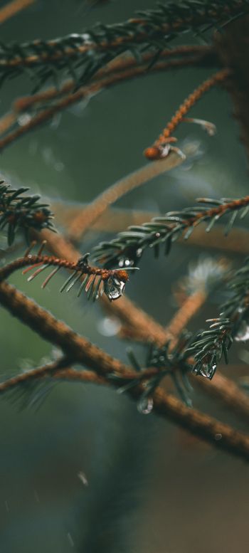 spruce branches, spruce Wallpaper 1440x3200