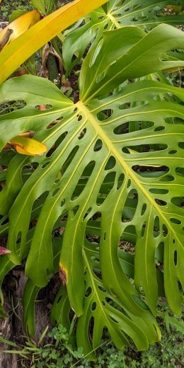 palm tree, big leaves Wallpaper 720x1440