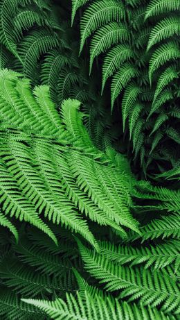 fern, leaves Wallpaper 640x1136