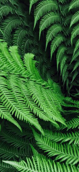 fern, leaves Wallpaper 1080x2340