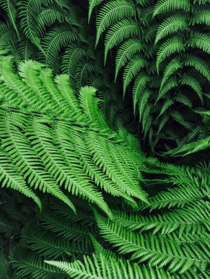 fern, leaves Wallpaper 2048x2732