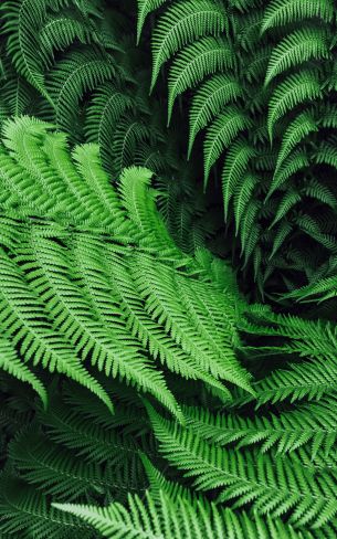 fern, leaves Wallpaper 1600x2560