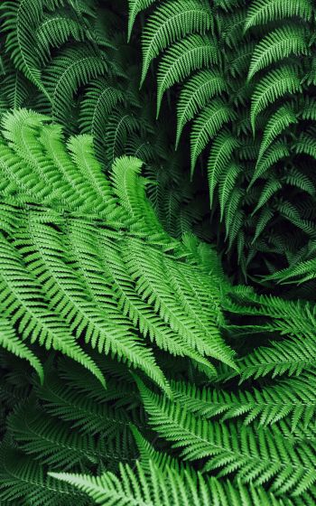 fern, leaves Wallpaper 1600x2560