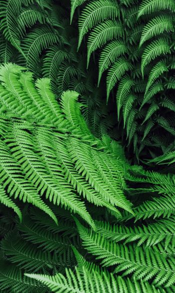 fern, leaves Wallpaper 1200x2000
