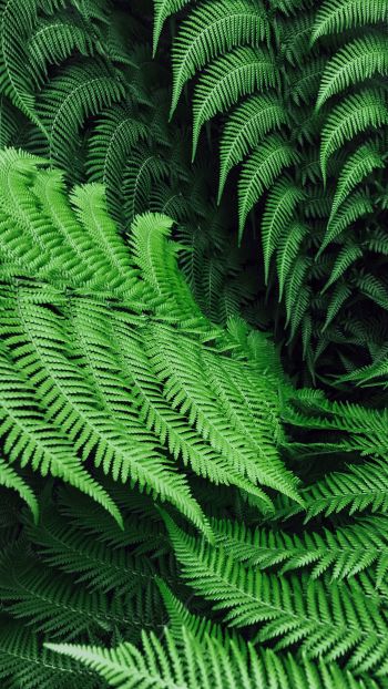 fern, leaves Wallpaper 750x1334