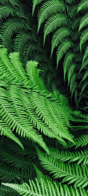 fern, leaves Wallpaper 1080x2400