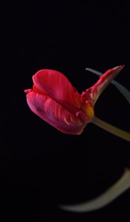 tulip, flower Wallpaper 600x1024