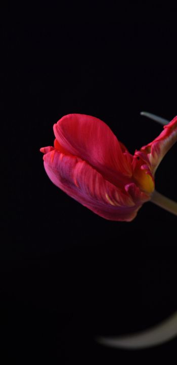 tulip, flower Wallpaper 1080x2220