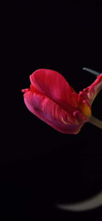 tulip, flower Wallpaper 828x1792