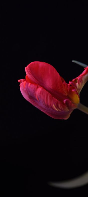 tulip, flower Wallpaper 1080x2400